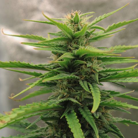 Stardawg #1 growlog timeline photo