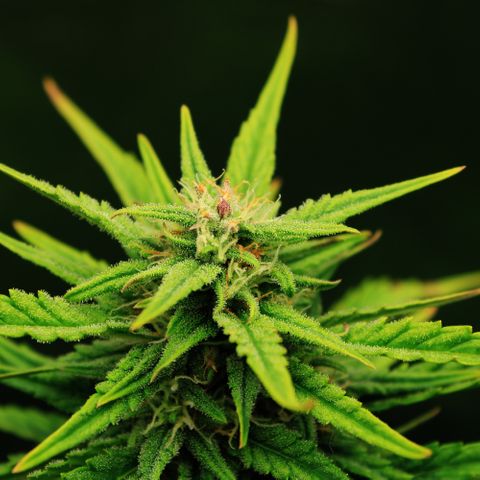 Stardawg #1 growlog timeline photo