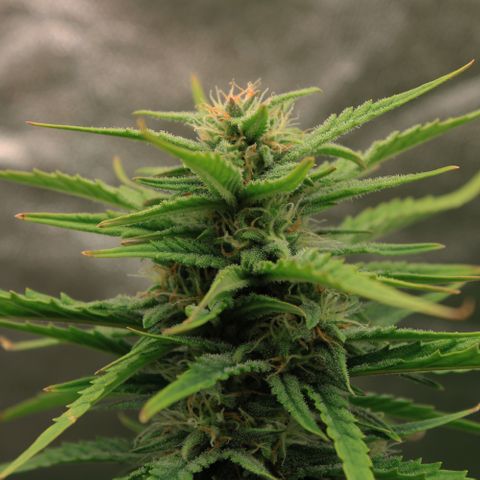 Stardawg #1 growlog timeline photo