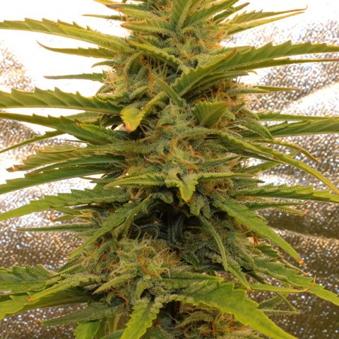Stardawg #1 growlog timeline photo