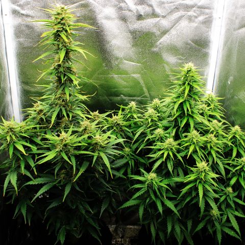 Stardawg #1 growlog timeline photo