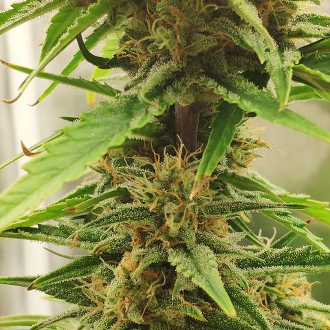 Stardawg #1 growlog timeline photo