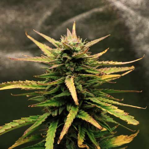 Stardawg #1 growlog timeline photo