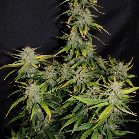 Stardawg #1 growlog timeline photo