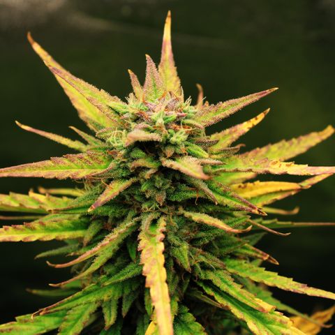 Stardawg #1 growlog timeline photo