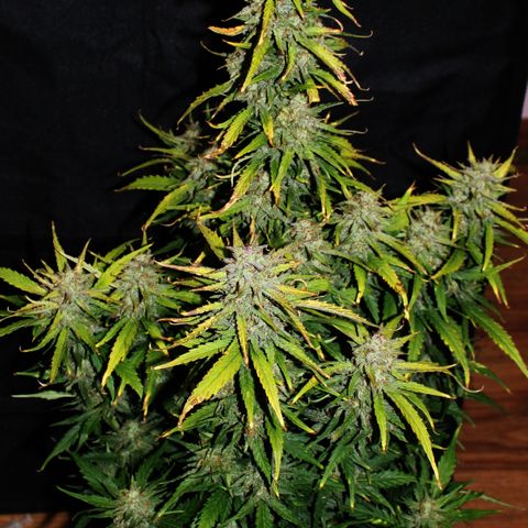 Stardawg #1 growlog timeline photo