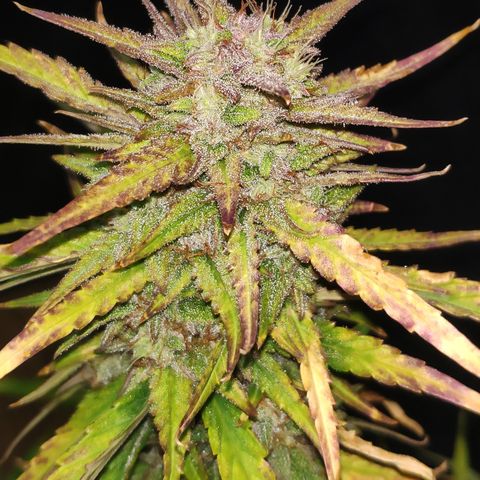Stardawg #1 growlog timeline photo