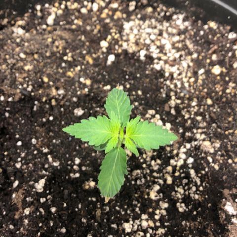 Shortstuff ??? growlog timeline photo