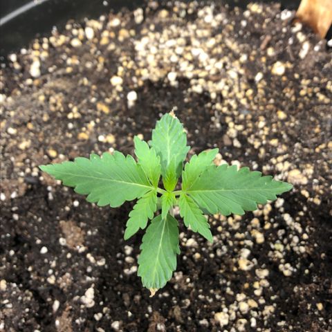 Shortstuff ??? growlog timeline photo
