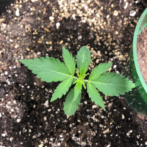 Shortstuff ??? growlog timeline photo