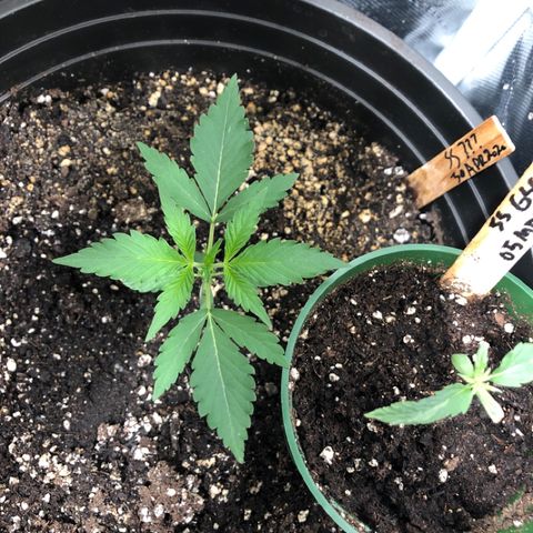 Shortstuff ??? growlog timeline photo