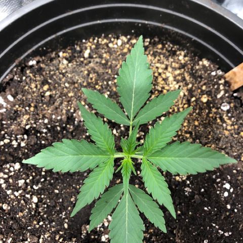 Shortstuff ??? growlog timeline photo