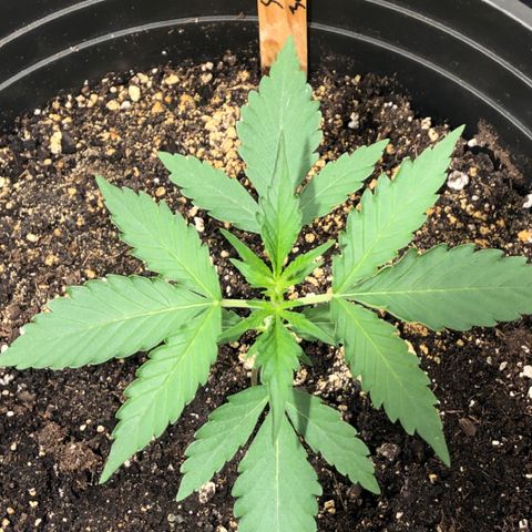 Shortstuff ??? growlog timeline photo