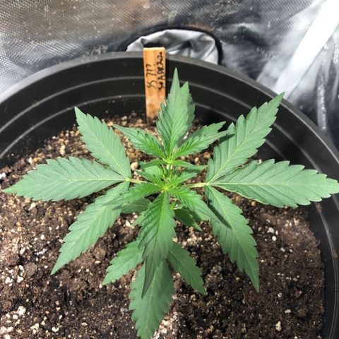 Shortstuff ??? growlog timeline photo