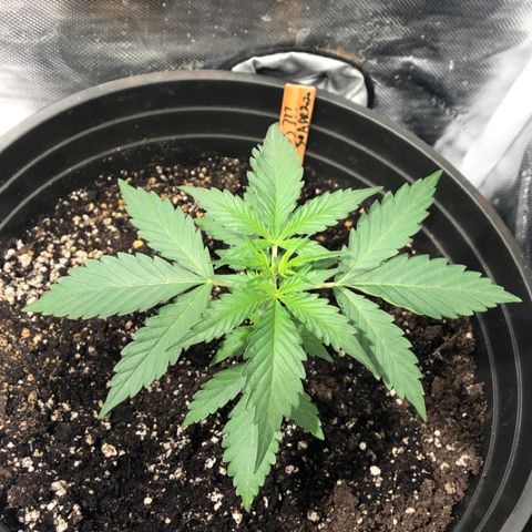 Shortstuff ??? growlog timeline photo