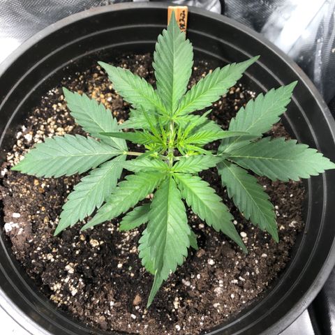Shortstuff ??? growlog timeline photo
