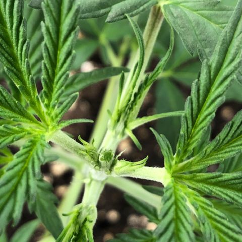Shortstuff ??? growlog timeline photo