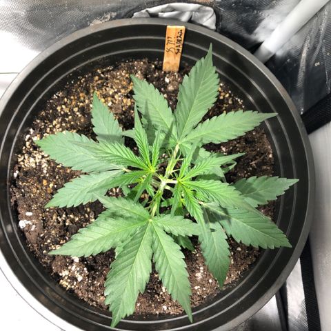 Shortstuff ??? growlog timeline photo