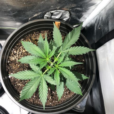 Shortstuff ??? growlog timeline photo