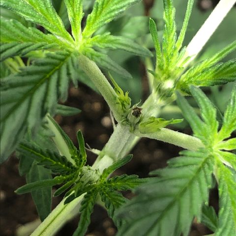 Shortstuff ??? growlog timeline photo