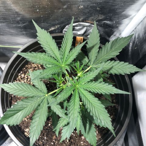 Shortstuff ??? growlog timeline photo