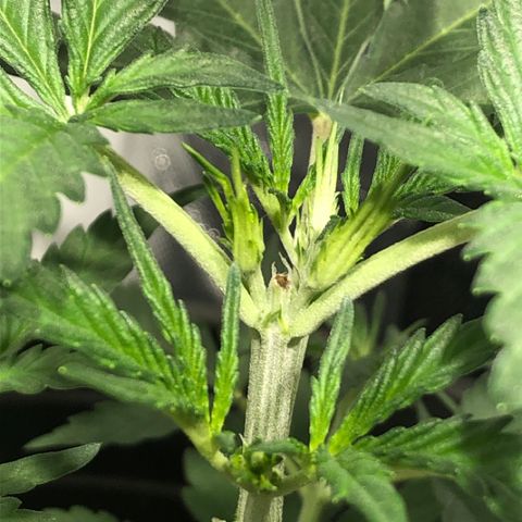 Shortstuff ??? growlog timeline photo