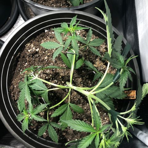 Shortstuff ??? growlog timeline photo