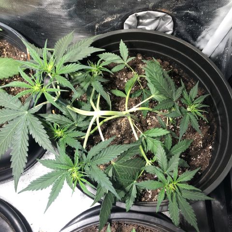 Shortstuff ??? growlog timeline photo