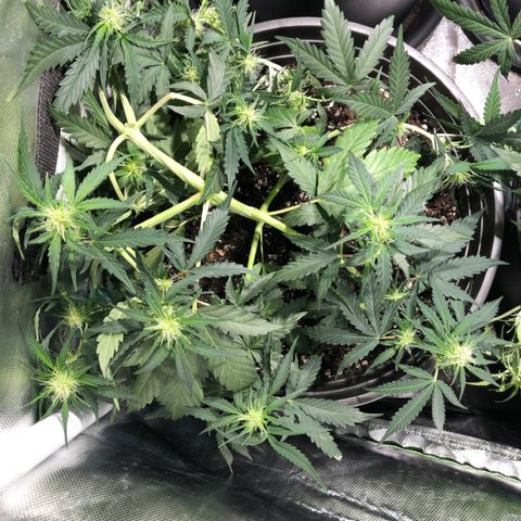 Shortstuff ??? growlog timeline photo