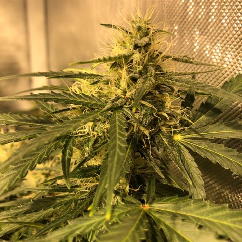 Shortstuff ??? growlog timeline photo