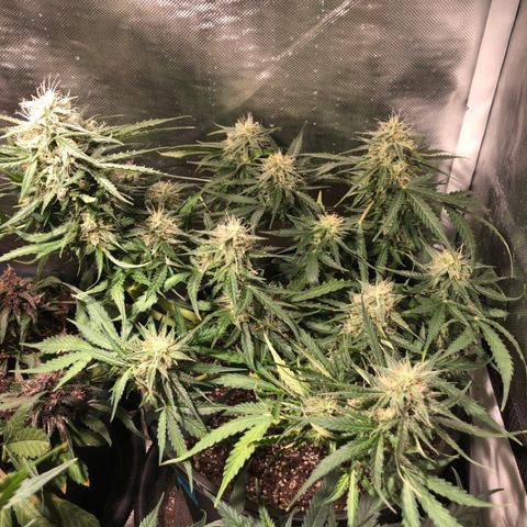 Shortstuff ??? growlog timeline photo