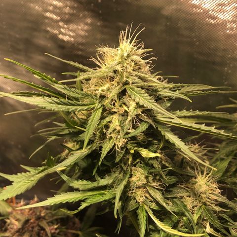 Shortstuff ??? growlog timeline photo
