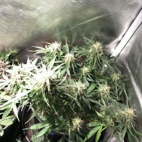 Shortstuff ??? growlog timeline photo