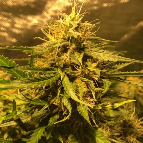 Shortstuff ??? growlog timeline photo