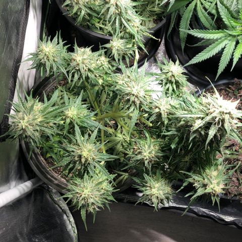 Shortstuff ??? growlog timeline photo