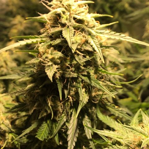 Shortstuff ??? growlog timeline photo