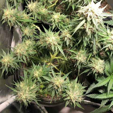 Shortstuff ??? growlog timeline photo