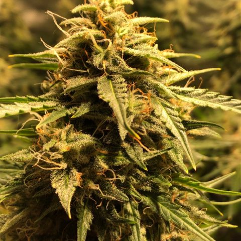 Shortstuff ??? growlog timeline photo
