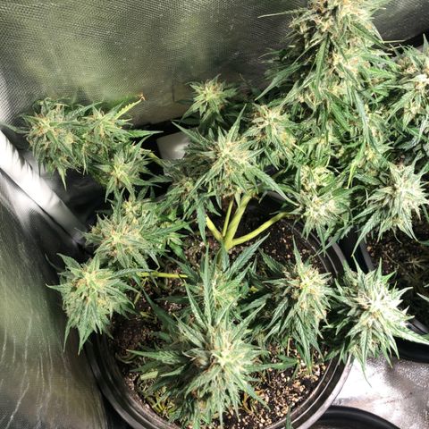 Shortstuff ??? growlog timeline photo