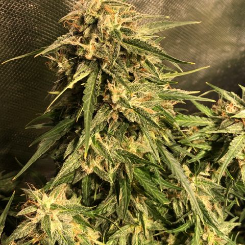 Shortstuff ??? growlog timeline photo