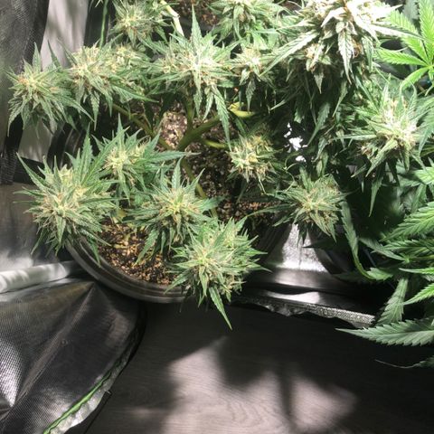 Shortstuff ??? growlog timeline photo