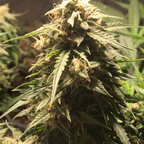 Shortstuff ??? growlog timeline photo