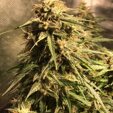 Shortstuff ??? growlog timeline photo