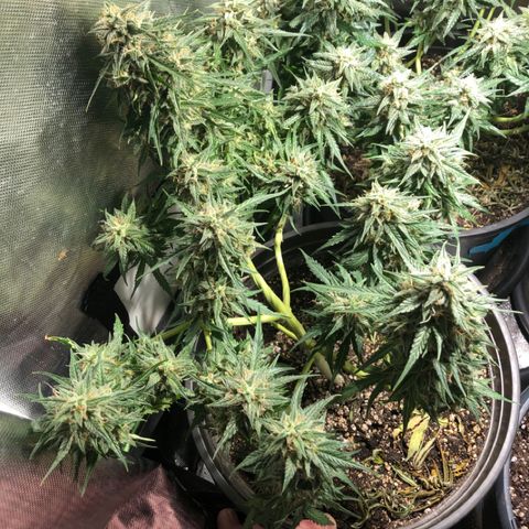 Shortstuff ??? growlog timeline photo