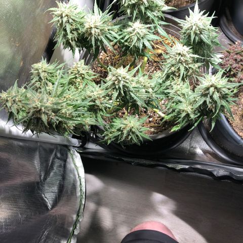 Shortstuff ??? growlog timeline photo