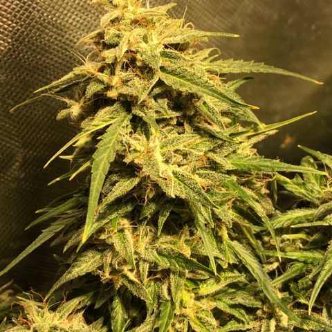 Shortstuff ??? growlog timeline photo