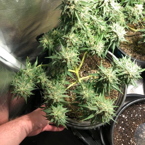 Shortstuff ??? growlog timeline photo