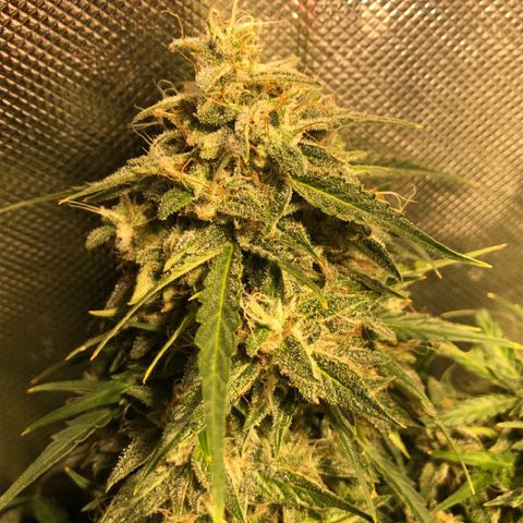 Shortstuff ??? growlog timeline photo