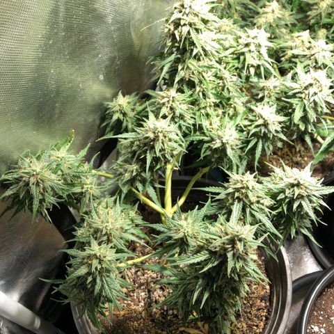 Shortstuff ??? growlog timeline photo
