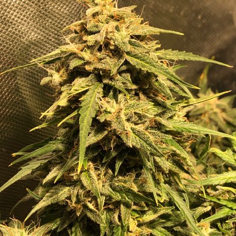 Shortstuff ??? growlog timeline photo